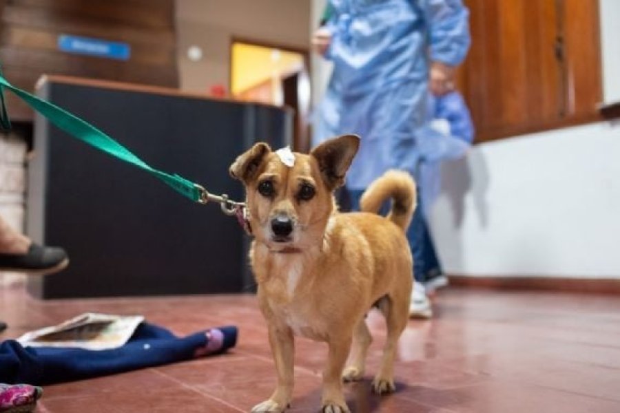 Hito en salud animal: Córdoba inaugura el primer Hospital Veterinario Municipal de Urgencias del país