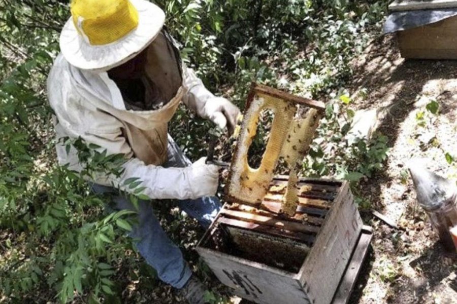 Santiago del Estero se consolida como el principal polo apícola del NOA