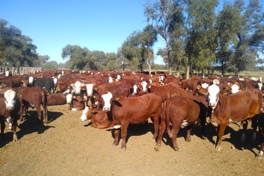 Innovación del INTA permite detectar preñez bovina en tiempo récord y mejorar la producción