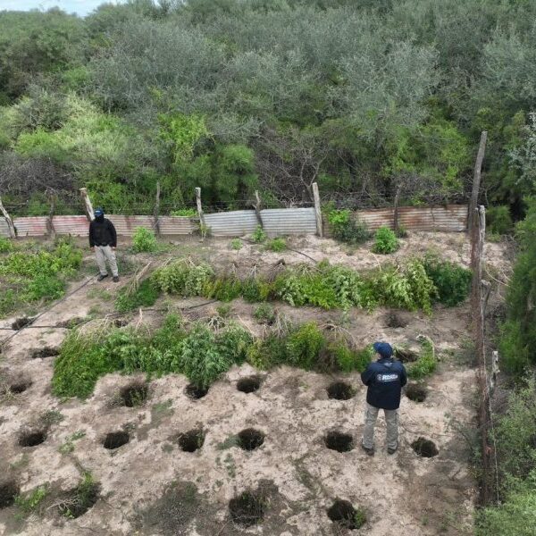 Allanamiento cerca de Clodomira: Desbaratan centro de cultivo y venta de marihuana