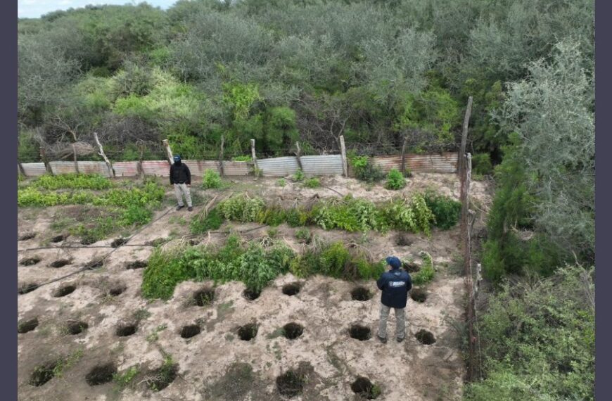 Allanamiento cerca de Clodomira: Desbaratan centro de cultivo y venta de marihuana