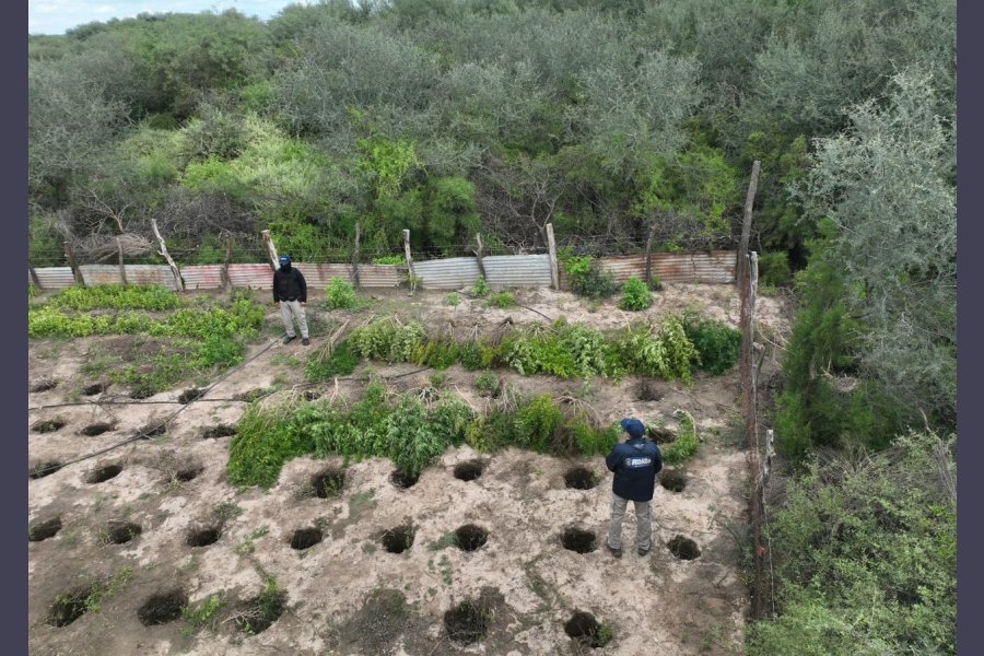Allanamiento cerca de Clodomira: Desbaratan centro de cultivo y venta de marihuana Allanamiento cerca de Clodomira: Desbaratan centro de cultivo y venta de marihuana