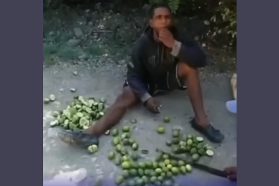 Insólito castigo: Lo sorprendieron robando limones y tuvo que comérselos todos Insólito castigo: Lo sorprendieron robando limones y tuvo que comérselos todos