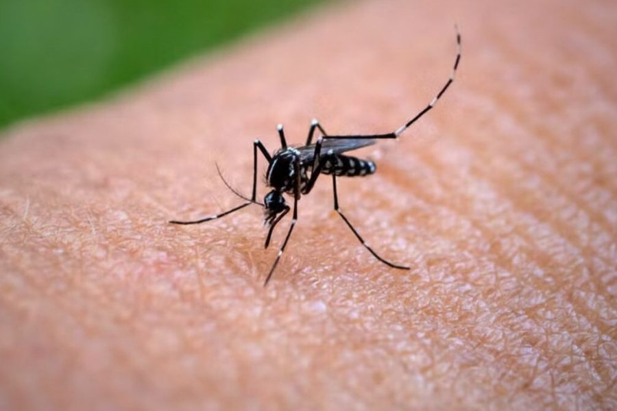 Alerta sanitaria por el aumento de casos de chikungunya en Argentina Alerta sanitaria por el aumento de casos de chikungunya en Argentina