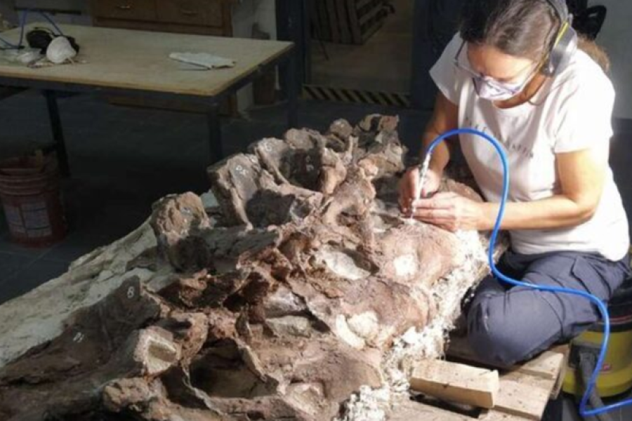 Descubren el Bicharracosaurus dionidei: el nuevo gigante jurásico hallado en Chubut
