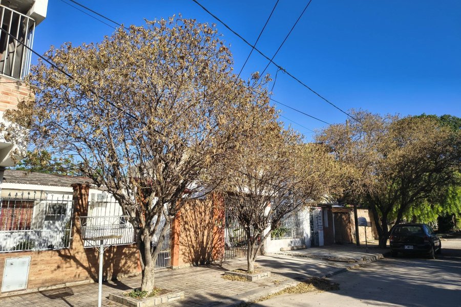 Alerta en la Capital por la plaga de «mariposa blanca» que afecta al arbolado urbano