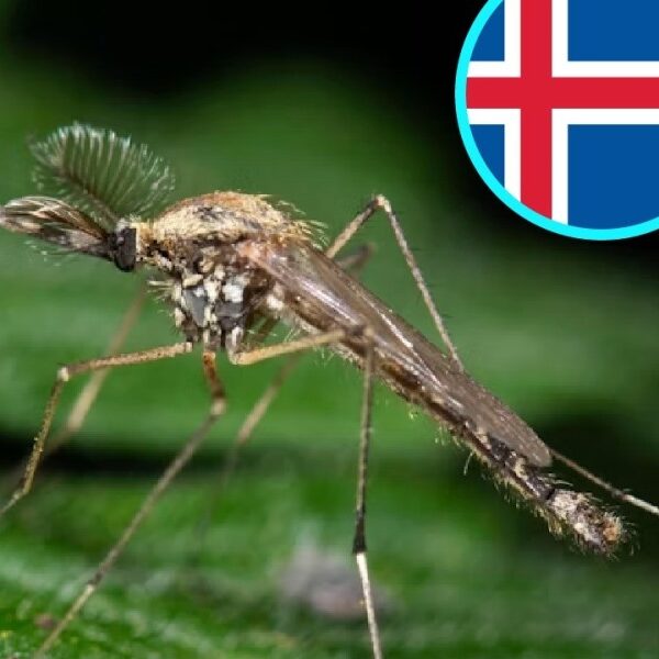 A ellos también los invadieron aparecieron mosquitos por primera vez en Islandia