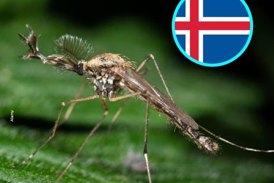 A ellos también los invadieron aparecieron mosquitos por primera vez en Islandia
