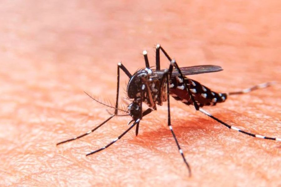 Alerta sanitaria se detectaron 272 nuevos casos de chikungunya en el país