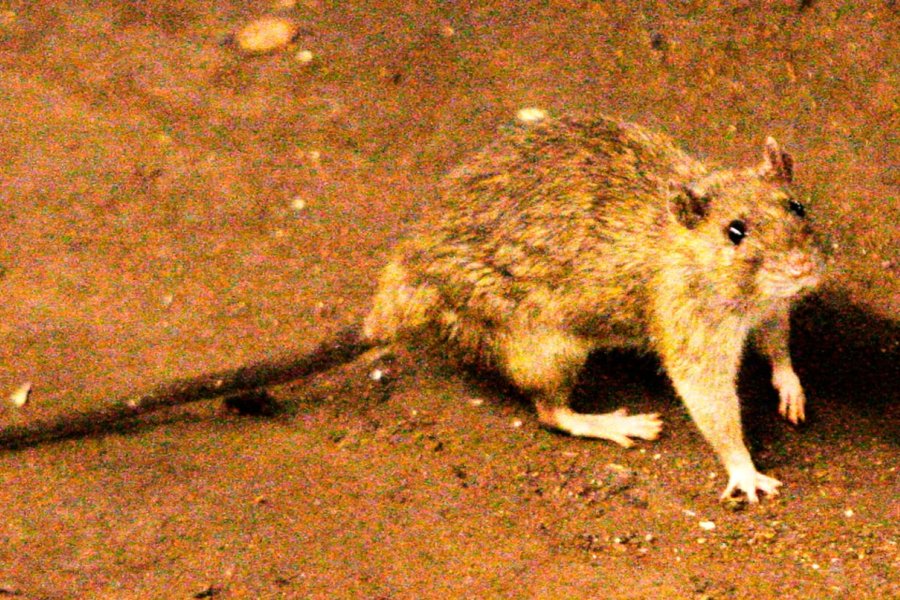 Alerta epidemiologica por el avance del hantavirus en Argentina con 45 casos confirmados y una alta tasa de letalidad