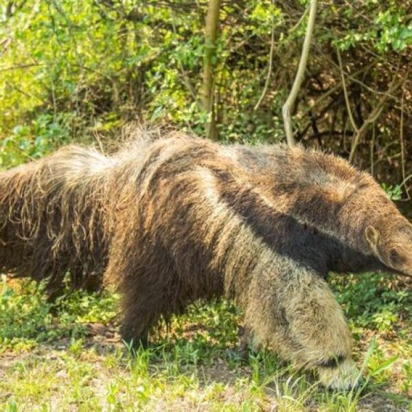 Un oso hormiguero detectado en Brasil habria emigrado desde los Esteros del Ibera tras un siglo de ausencia regional