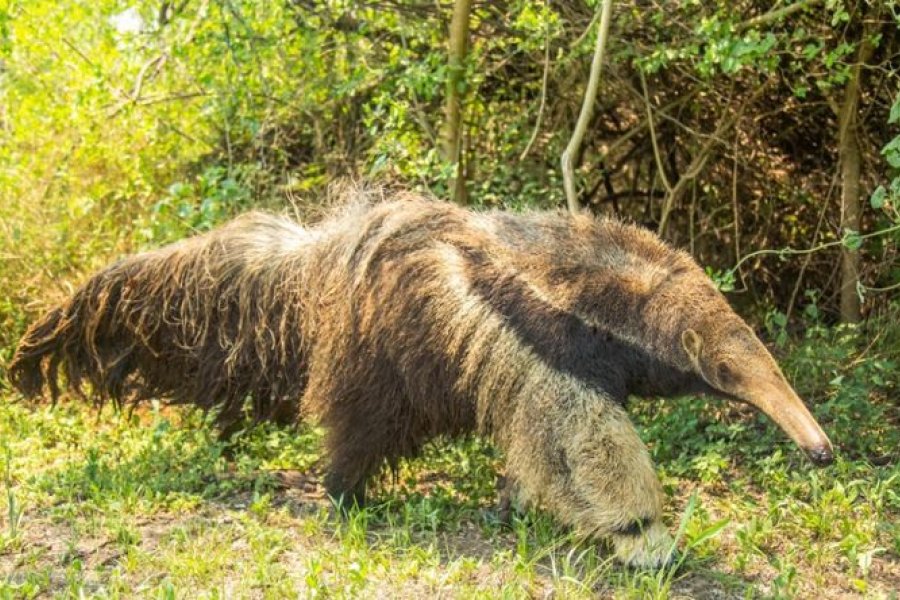 Un oso hormiguero detectado en Brasil habria emigrado desde los Esteros del Ibera tras un siglo de ausencia regional