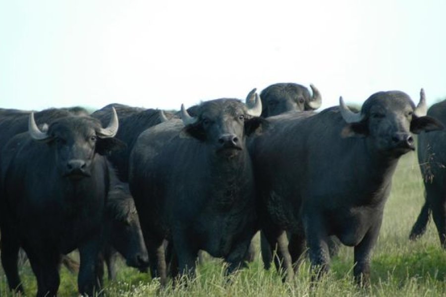 Comercios de la provincia de Buenos Aires impulsan la venta de carne de bufalo ante la suba de precios del ganado vacuno