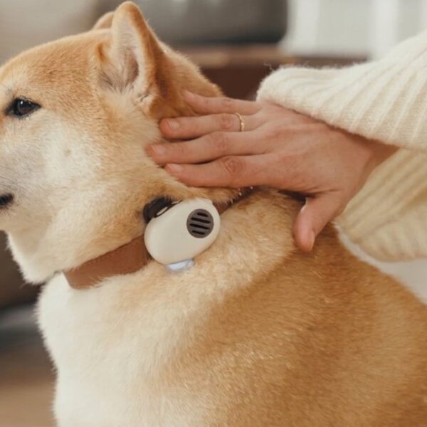 China lanzó un collar con IA que “traduce” a perros y gatos y promete 95% de precisión