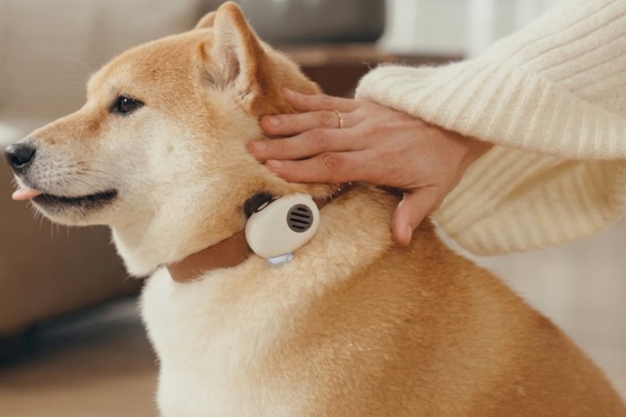 China lanzó un collar con IA que “traduce” a perros y gatos y promete 95% de precisión