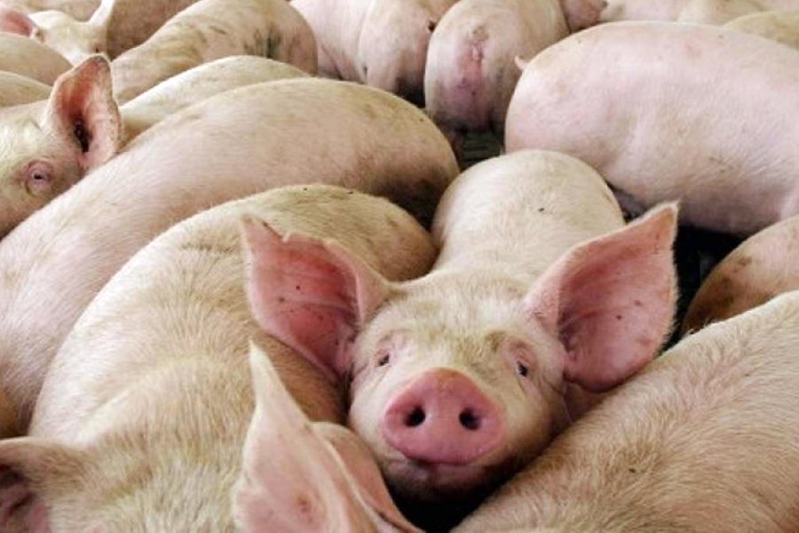 Confirman un caso de triquinosis y refuerzan las advertencias por el consumo de carne sin control sanitario