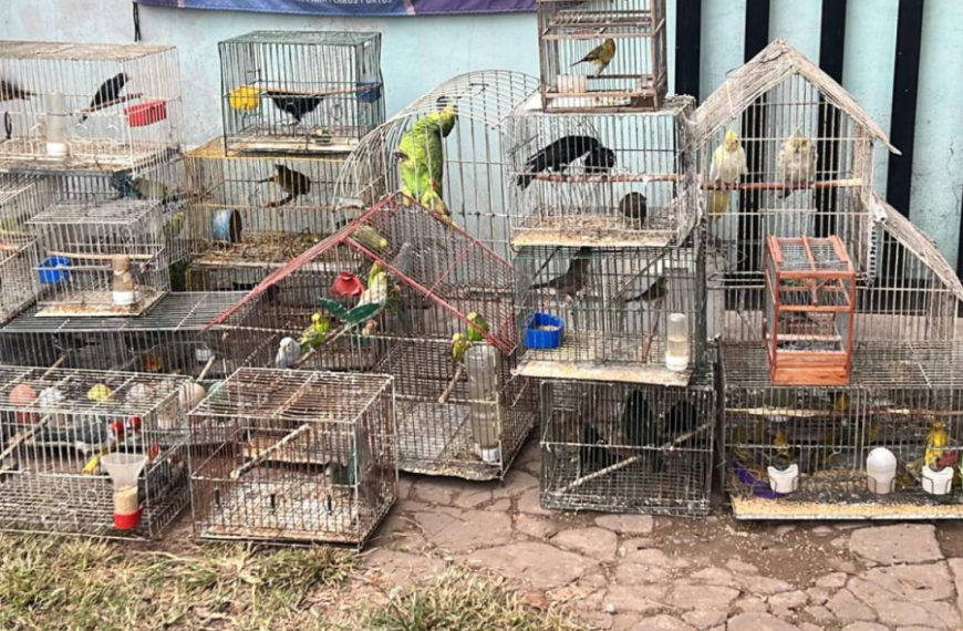 Desbarataron una red que vendía animales por redes sociales y los enviaba por encomienda a todo el país