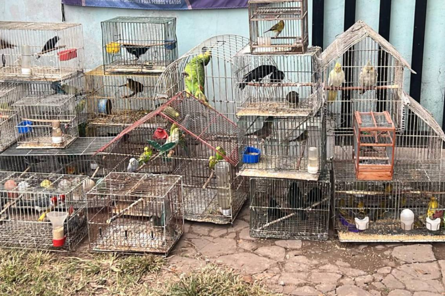 Desbarataron una red que vendía animales por redes sociales y los enviaba por encomienda a todo el país Desbarataron una red que vendía animales por redes sociales y los enviaba por encomienda a todo el país