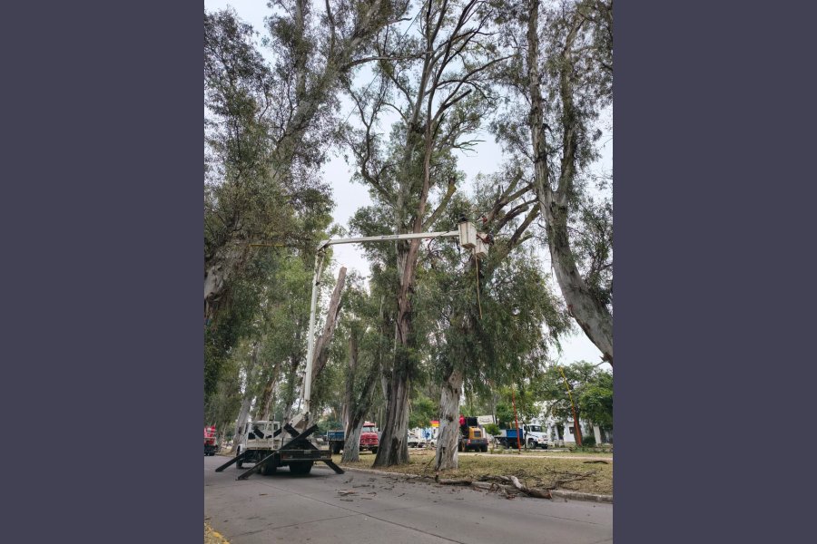 La Municipalidad realizó poda de eucaliptos de gran tamaño en el parque Aguirre La Municipalidad realizó poda de eucaliptos de gran tamaño en el parque Aguirre