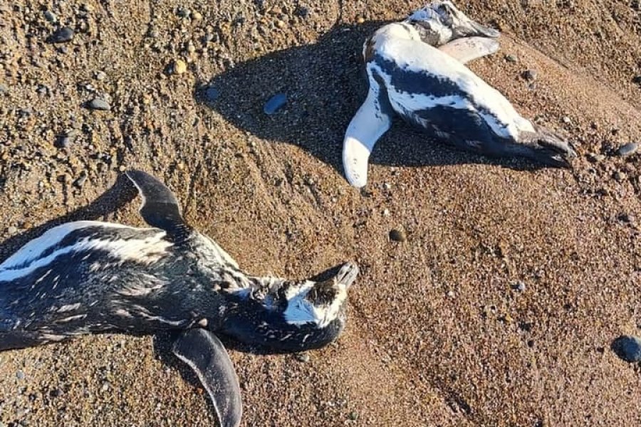 Organizaciones ambientales y organismos sanitarios investigan la aparición de pingüinos muertos en las costas de Chubut y Santa Cruz