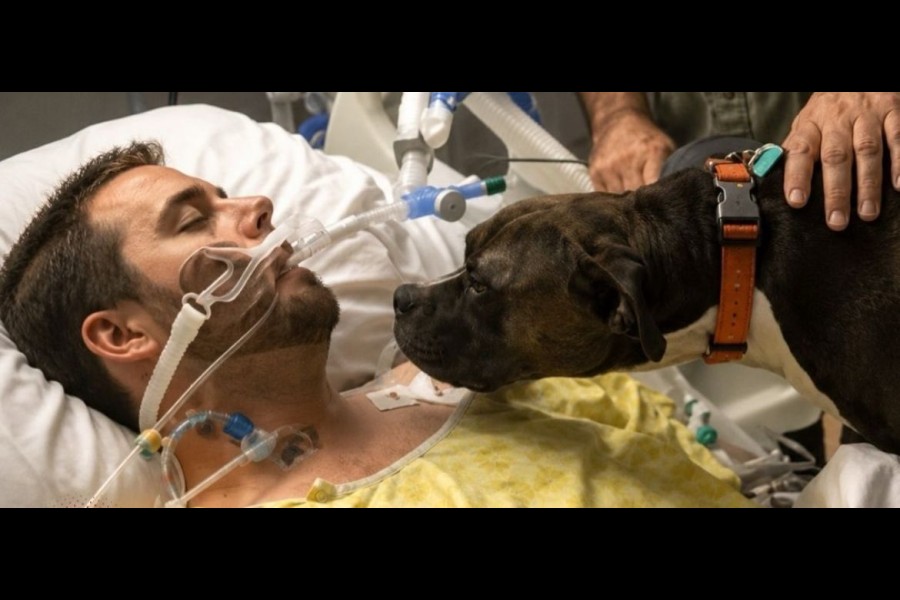 Establecimiento sanitario habilitó un protocolo excepcional de acompañamiento emocional permitiendo que un perro despidiera a su dueño en la etapa terminal de su internación