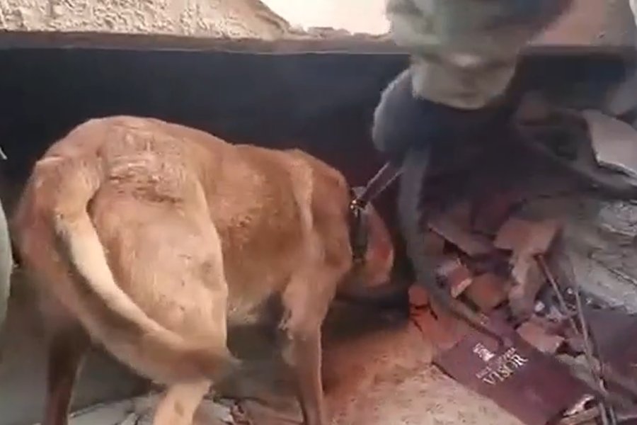 El canino del contingente militar detectó señales de vida en una estructura colapsada y orientó la excavación que permitió localizar a las víctimas con vida
