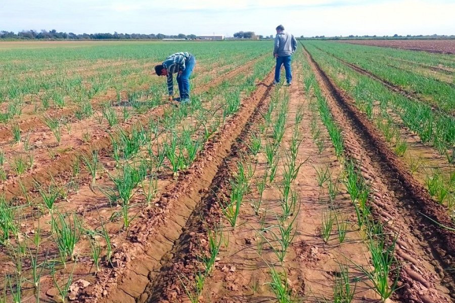 La delegación de extensión agrícola del INTA constató retrasos severos en la implantación y problemas de anegamiento en los departamentos Robles y Sarmiento