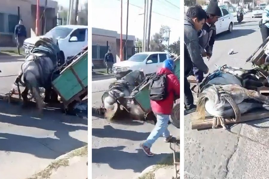 Vecinos de la Capital denunciaron maltrato animal tras el colapso de un caballo en plena avenida Colón