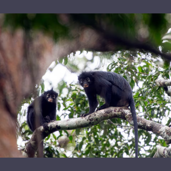 Científicos descubrieron una nueva especie de mono en la República Democrática del Congo tras dos décadas de investigación