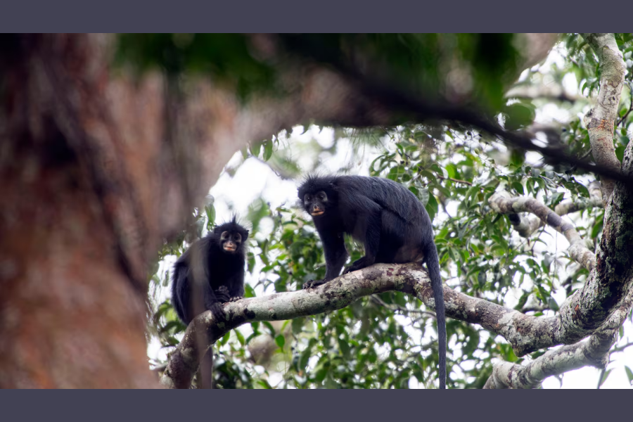 Científicos descubrieron una nueva especie de mono en la República Democrática del Congo tras dos décadas de investigación Científicos descubrieron una nueva especie de mono en la República Democrática del Congo tras dos décadas de investigación