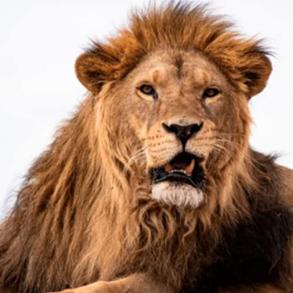 Murió Melena, el león del exzoológico de Santiago que encontró una nueva vida en Sudáfrica