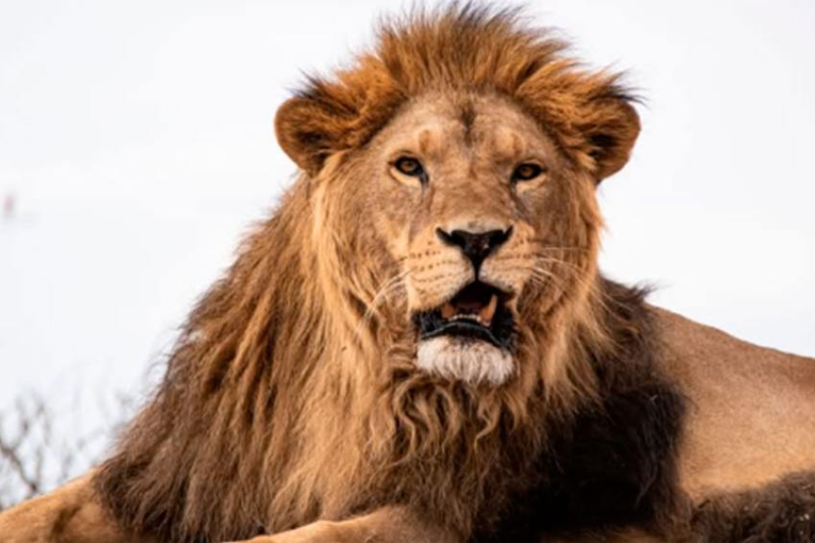 Murió Melena, el león del exzoológico de Santiago que encontró una nueva vida en Sudáfrica Murió Melena, el león del exzoológico de Santiago que encontró una nueva vida en Sudáfrica