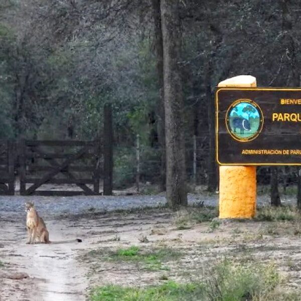 Un puma sorprendió al aparecer junto a la nueva portada de ingreso del Parque Nacional Copo