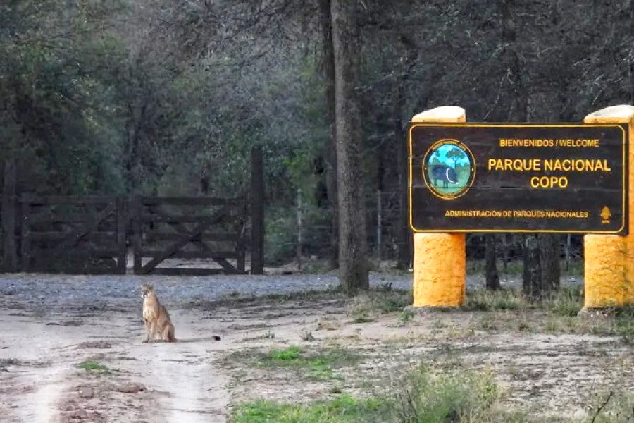 Un puma sorprendió al aparecer junto a la nueva portada de ingreso del Parque Nacional Copo Un puma sorprendió al aparecer junto a la nueva portada de ingreso del Parque Nacional Copo