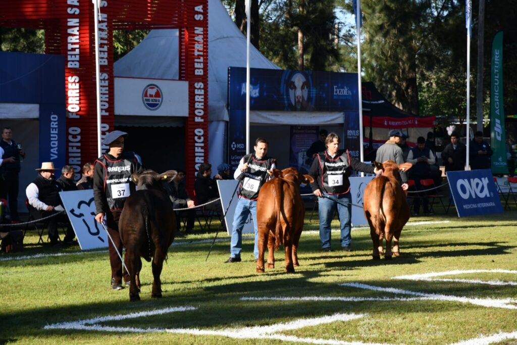 Con más de 400 animales y 80 cabañas comenzó una nueva edición de ExpoBra 2026