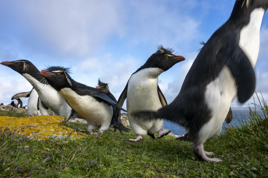 Estudio científico revela las capacidades de adaptación del pingüino de penacho amarillo en las Islas Malvinas