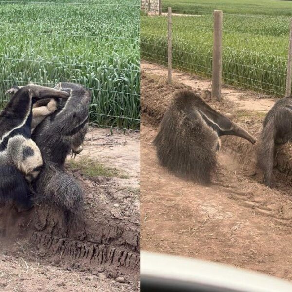 Avistamiento inusual de dos ejemplares de oso hormiguero gigante en el sudeste de Santiago del Estero