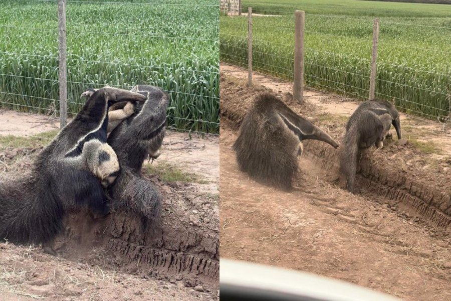 Avistamiento inusual de dos ejemplares de oso hormiguero gigante en el sudeste de Santiago del Estero Avistamiento inusual de dos ejemplares de oso hormiguero gigante en el sudeste de Santiago del Estero