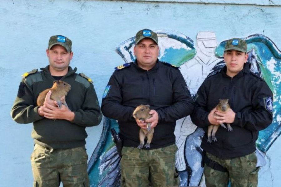 Rescataron a tres crías de carpincho ofrecidas ilegalmente por WhatsApp e investigan infracción a la Ley de Fauna
