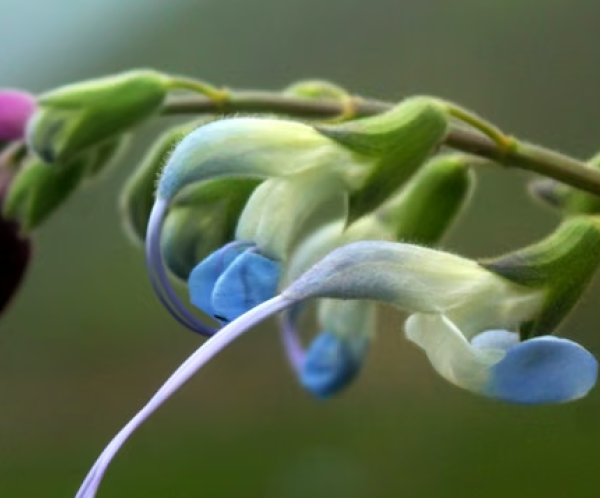 Descubren en los Andes de Perú una nueva especie de flor celeste y blanca bautizada Salvia messii y alertan que está en peligro de extinción