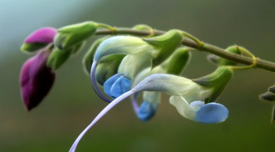 Descubren en los Andes de Perú una nueva especie de flor celeste y blanca bautizada Salvia messii y alertan que está en peligro de extinción