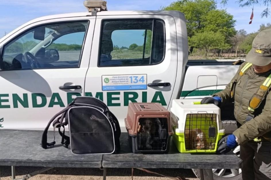 La ONG Bichos denunció hostigamiento tras ser designada depositaria judicial de siete cachorras secuestradas