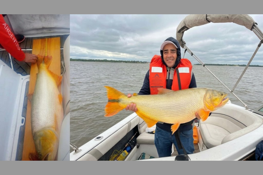 Un dorado de 15,2 kilos obtuvo el premio a la pieza mayor en el Primer Concurso Nacional del Dorado Un dorado de 15,2 kilos obtuvo el premio a la pieza mayor en el Primer Concurso Nacional del Dorado