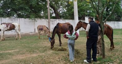 El refugio El Montecito de los Canichones rescató a tres caballos y un burro en situación de vulnerabilidad