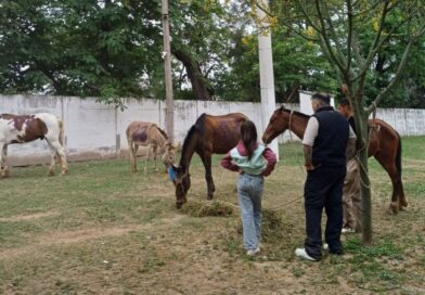 El refugio El Montecito de los Canichones rescató a tres caballos y un burro en situación de vulnerabilidad